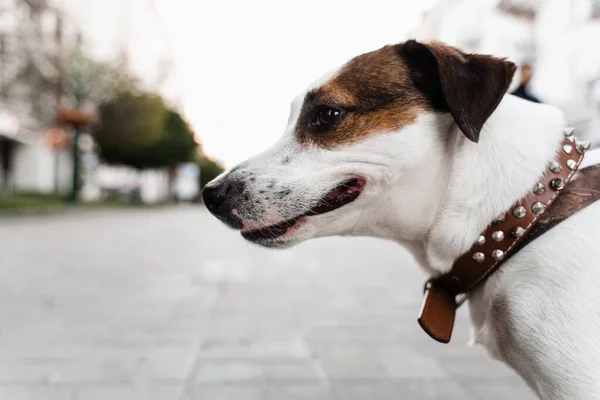 Jack Russell Terrier Chiot Mestizo Sur Photo Gros Plan Rue — Photo