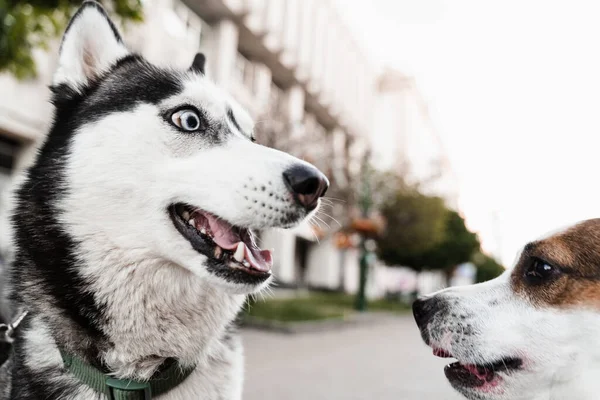 시베리아의 허스키와 테리어는 거리에서 있습니다 재밌는 강아지 강아지 귀여운 마리가 — 스톡 사진
