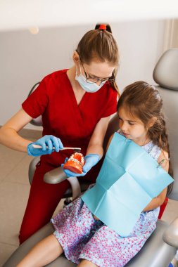Pediatrik dişçi, dişçilikte çocuklara ağız temizliği dersi veriyor. Diş hekimi çocuğa diş fırçasının nasıl düzgün kullanılacağını gösterir. Çene anatomik model diş fırçalama