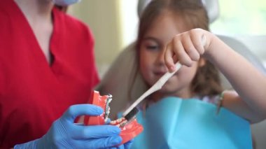 Jaw anatomical model teeth brushing close-up 4k video. Pediatric dentist teaching oral hygiene lesson for kids in dentistry. The dentist shows child how to properly use toothbrush for brush teeth
