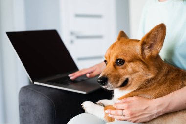 Typing text on laptop and holding lovely Welsh Corgi Pembroke in hands. Business working online with laptop. Purebred Corgi dog sits on the hands of the owner