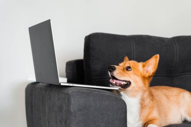 Welsh Corgi Pembroke dog sitting and looking at laptop and watching film. Happy purebred Corgi dog creative idea with laptop for advertising. Working online with laptop