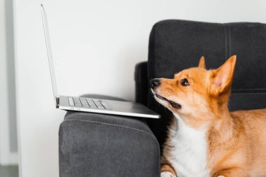 Funny Welsh Corgi Pembroke dog sitting and looking at laptop and. Working online with laptop. Happy purebred Corgi dog creative idea with laptop for advertising