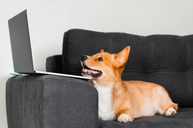 Playful Welsh Corgi Pembroke dog sitting with laptop and smile. Working online with laptop. Happy purebred Corgi dog creative idea with laptop for advertising