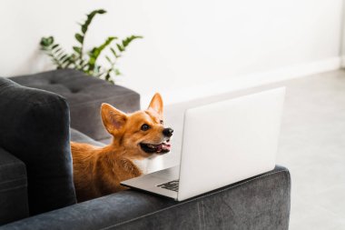 Playful Welsh Corgi Pembroke dog sitting with laptop and smile. Working online with laptop. Happy purebred Corgi dog creative idea with laptop for advertising