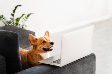 Welsh Corgi Pembroke dog smiling with laptop. Purebred Corgi dog creative idea with laptop for advertising. Working online with laptop