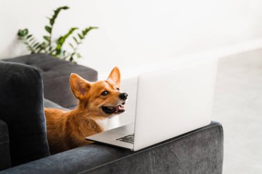 Playful Welsh Corgi Pembroke dog sitting with laptop and smile. Working online with laptop. Happy purebred Corgi dog creative idea with laptop for advertising