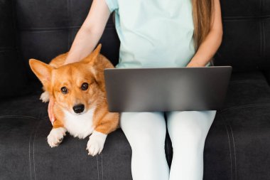Working online on laptop with cute dog Welsh Corgi Pembroke. Close-up laptop with dog Corgi