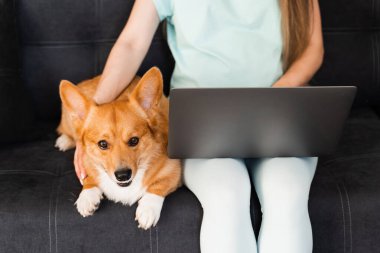 Typing text on laptop and holding lovely Welsh Corgi Pembroke in hands. Business working online with laptop. Purebred Corgi dog sits on the hands of the owner