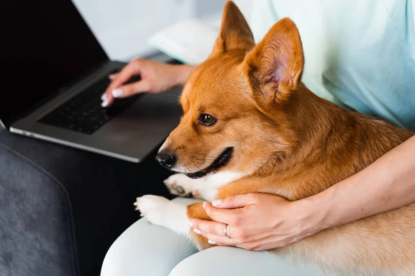 Typing Text Laptop Holding Lovely Welsh Corgi Pembroke Hands Purebred — Zdjęcie stockowe