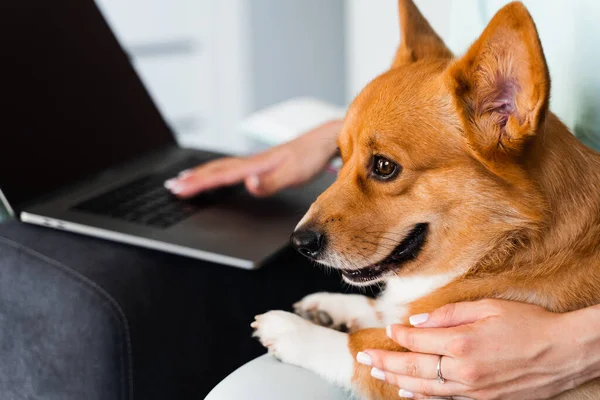 Purebred Corgi dog sits on the hands of the owner. Typing text on laptop and holding lovely Welsh Corgi Pembroke in hands. Business working online with laptop