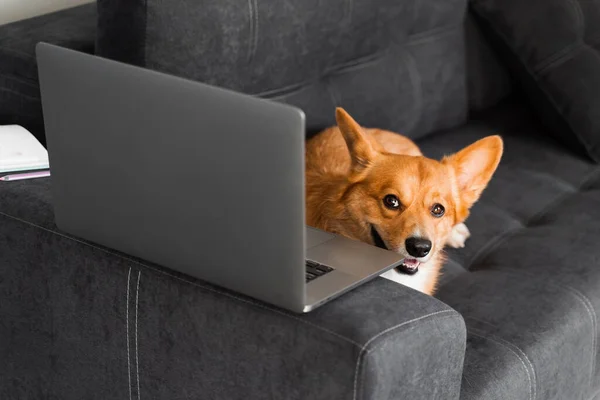 Welsh Corgi Pembroke dog smiling with laptop. Purebred Corgi dog creative idea with laptop for advertising. Working online with laptop