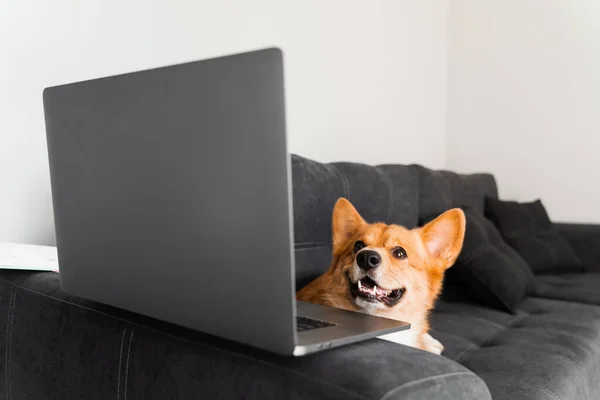 Welsh Corgi Pembroke dog sitting and looking at laptop and watching film. Happy purebred Corgi dog creative idea with laptop for advertising. Working online with laptop