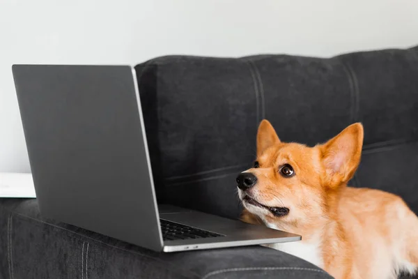 Funny Welsh Corgi Pembroke Dog Sitting Looking Laptop Working Online — Stock fotografie