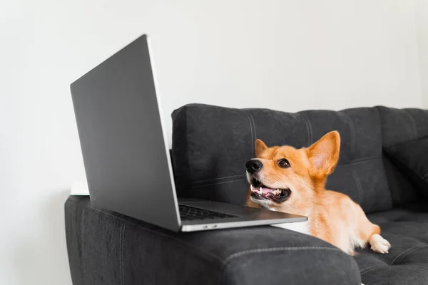 Funny Welsh Corgi Pembroke dog sitting and looking at laptop and. Working online with laptop. Happy purebred Corgi dog creative idea with laptop for advertising