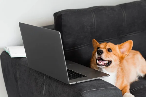 Playful Welsh Corgi Pembroke Dog Sitting Laptop Smile Working Online — Stok Foto