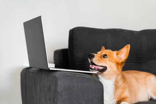 Welsh Corgi Pembroke Dog Sitting Looking Laptop Watching Film Happy — Photo