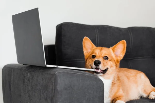 Happy Purebred Corgi Dog Laptop Welsh Corgi Pembroke Dog Sitting — Photo