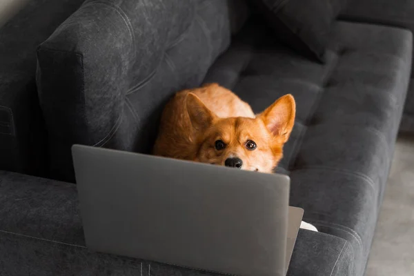 Happy purebred Corgi dog with laptop. Welsh Corgi Pembroke dog sitting with laptop. Creative idea with laptop for advertising. Working online with laptop