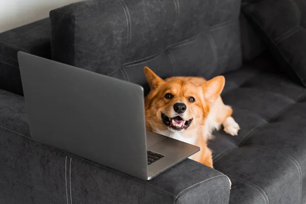 Playful Welsh Corgi Pembroke Dog Sitting Laptop Smile Working Online — Photo