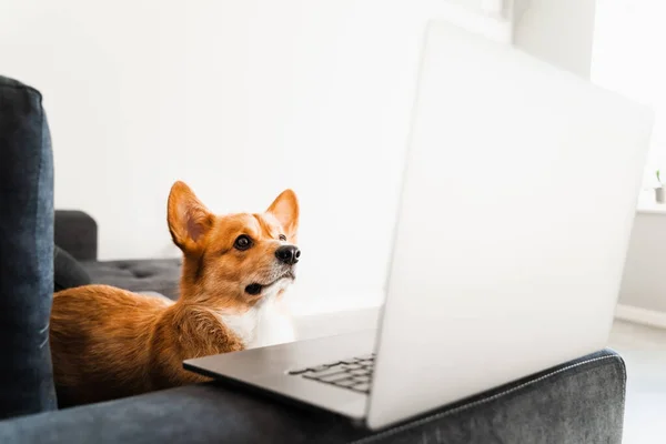 Welsh Corgi Pembroke Dog Sitting Looking Laptop Watching Film Happy — Photo