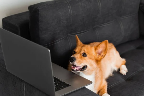 Funny Welsh Corgi Pembroke dog sitting and looking at laptop and. Working online with laptop. Happy purebred Corgi dog creative idea with laptop for advertising