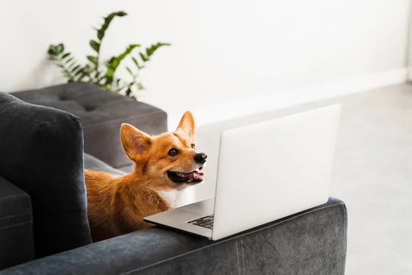 Playful Welsh Corgi Pembroke Dog Sitting Laptop Smile Working Online — Zdjęcie stockowe