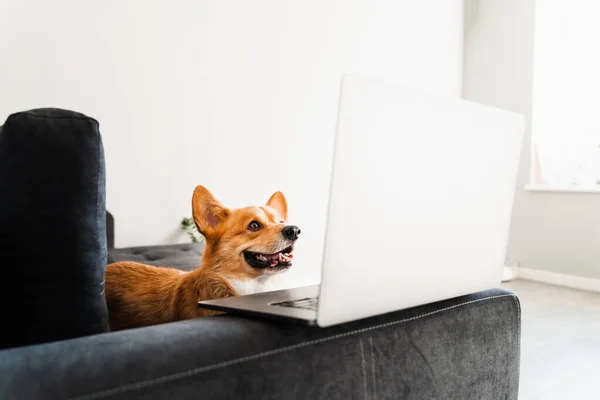 Funny Welsh Corgi Pembroke dog sitting and looking at laptop and. Working online with laptop. Happy purebred Corgi dog creative idea with laptop for advertising