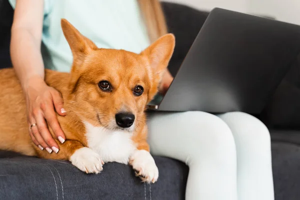 Working online on laptop with cute dog Welsh Corgi Pembroke. Close-up laptop with dog Corgi