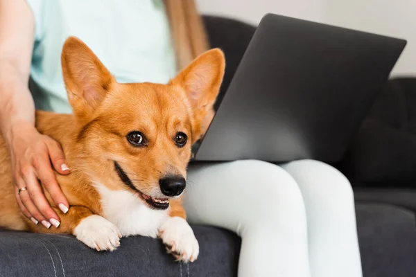 Typing text on laptop and holding lovely Welsh Corgi Pembroke in hands. Business working online with laptop. Purebred Corgi dog sits on the hands of the owner