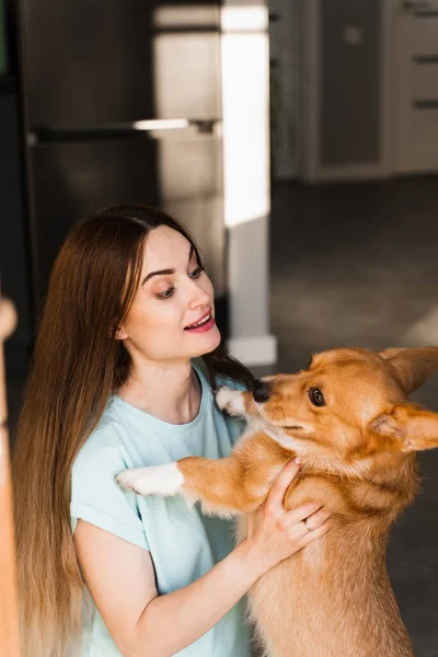 Girl play with Corgi dog at home and having fun. Playful Welsh Corgi Pembroke. Lifestyle with domestic pet