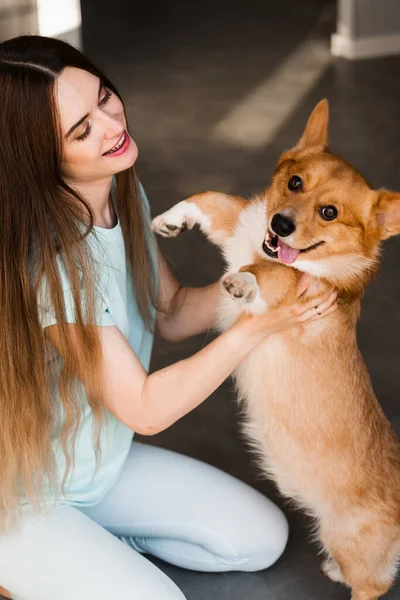 Girl Play Corgi Dog Home Having Fun Playful Welsh Corgi — Stock fotografie