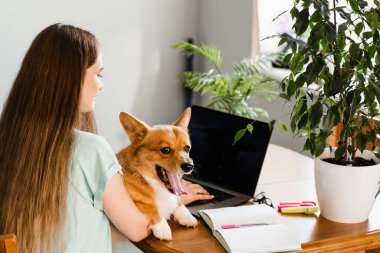 Distance education. Girl student with laptop study online with her lovely Corgi dog at home. Young woman hug Welsh Corgi Pembroke and making notes in notebook. Lifestyle with domestic pet