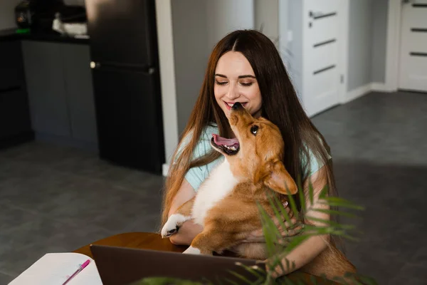 Girl with laptop have a break and play with Corgi dog at home. Business woman working online on laptop and hug her dog. Welsh Corgi Pembroke with his owner young woman
