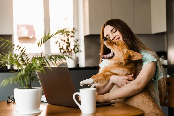 Girl sitting with laptop and hug Corgi dog at home. Remote work in house. Girl play with lovely Welsh Corgi Pembroke in break at online work. Lifestyle with domestic pet