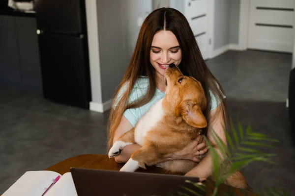 Girl with laptop have a break to kiss Corgi dog at home. Business woman working online on laptop and hug her dog. Welsh Corgi Pembroke with his owner young woman
