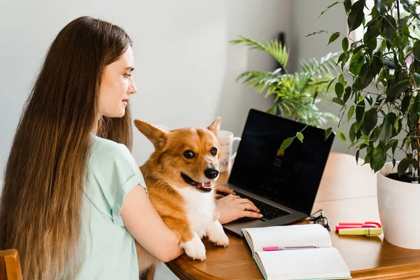 Distance education. Girl student with laptop study online with her lovely Corgi dog at home. Young woman hug Welsh Corgi Pembroke and making notes in notebook. Lifestyle with domestic pet