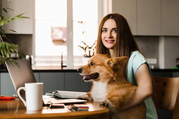 Girl Working Online Laptop Corgi Dog Home Welsh Corgi Pembroke — Foto de Stock