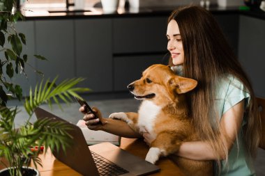 Freelancer girl with laptop making selfie making selfie with her Corgi dog. Girl have a break at work for making selfie with her domestic pet. Lifestyle of Welsh Corgi Pembroke pet