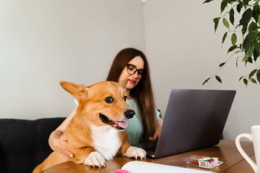 Business woman in glasses working on laptop online and hug Corgi dog. IT specialist girl working remotely and petting her dog with Welsh Corgi Pembroke. Lifestyle with domestic pet at home