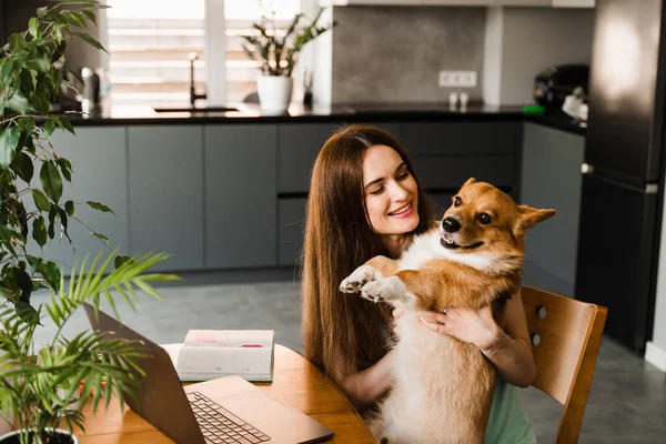 Girl with laptop smile and play with Corgi dog at home. Programmer woman working online and have a break for hug her dog. Having fun with Welsh Corgi Pembroke