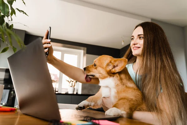 Freelancer girl with laptop making selfie making selfie with her Corgi dog. Girl have a break at work for making selfie with her domestic pet. Lifestyle of Welsh Corgi Pembroke pet