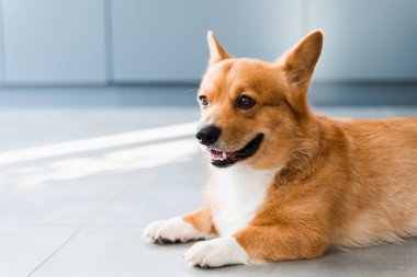 Lovely Welsh Corgi Pembroke dog sit on the floor at home and smile. Lifestyle of domestic pet