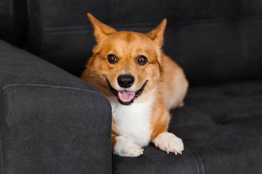 Lovely Welsh Corgi Pembroke dog sit on the sofa at home. Lifestyle of domestic pet