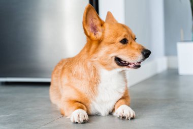 Lovely Welsh Corgi Pembroke dog sit on the floor at home and smile. Lifestyle of domestic pet
