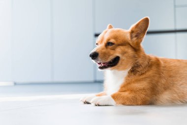 Cute Welsh Corgi Pembroke dog chill on the floor at home and smile. Lifestyle of domestic pet