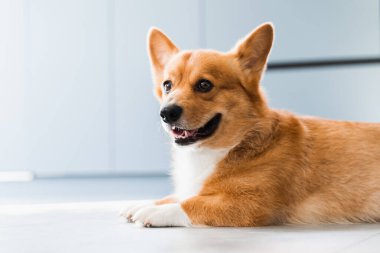 Cute Welsh Corgi Pembroke dog chill on the floor at home and smile. Lifestyle of domestic pet