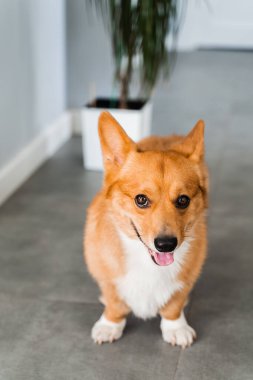 Happy dog Welsh Corgi Pembroke is sitting on the floor at home and smile. Lifestyle with domestic pet