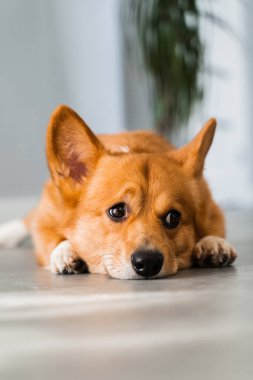 Cute Welsh Corgi Pembroke dog lay and chill on the floor at home and smile. Lifestyle of domestic pet