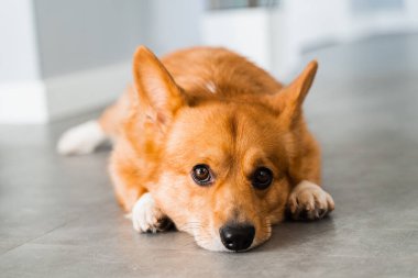Cute Welsh Corgi Pembroke dog lay and chill on the floor at home and smile. Lifestyle of domestic pet